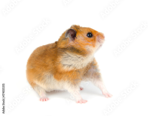 Cute Syrian hamster looking sideward with attention (isolated on white)