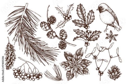 Christmas elements collection. Vintage set of hand drawn conifers, winter berries, cotton and traditional holidays plants sketch. Winter illustrations. Vector outlines.