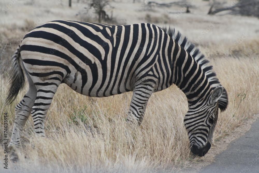 animale selvatico zebra africo parco kruger animale selvatico zebra africo parco kruger