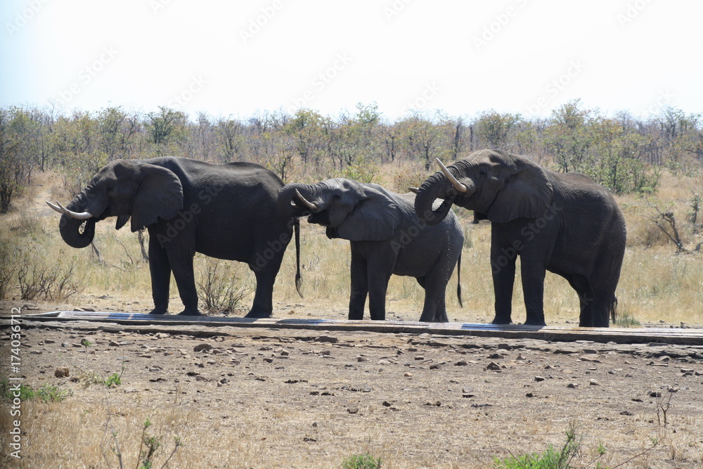 Fototapeta premium animali selvatici elefanti bevono safari africa