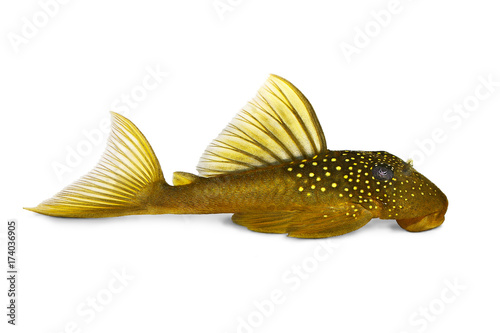 Φωτογραφία Green phantom pleco L200 Hemiancistrus subviridis aquarium fish