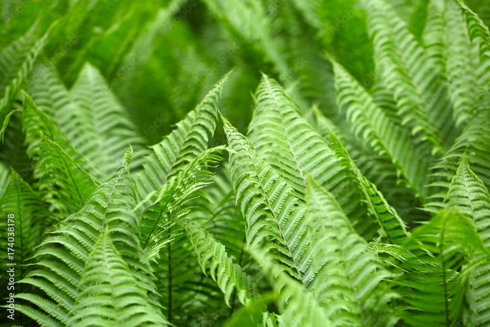Leaves of Polystichum ferns