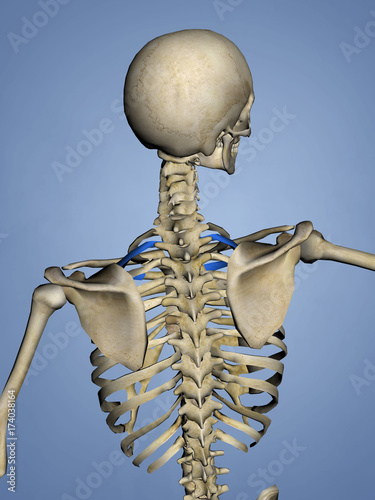 Second Rib, Rib Cage, 3D Model