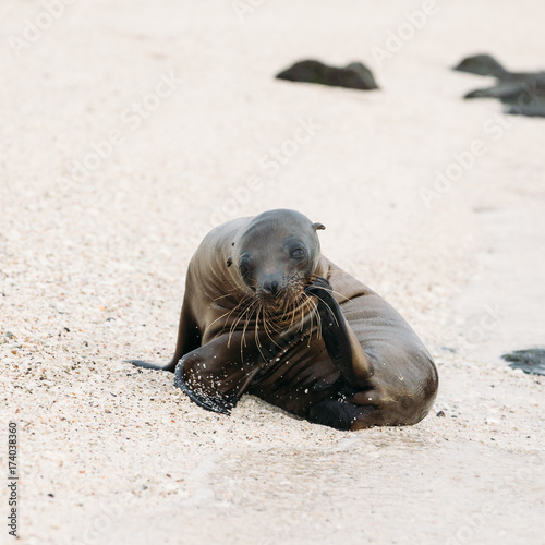 Small sea lion scratching its face with flipper photo