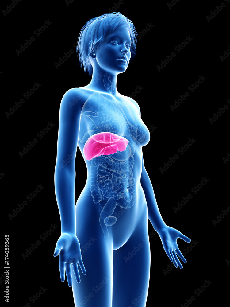3d rendered medically accurate illustration of a womans liver 3d rendered medically accurate illustration of a womans liver