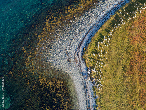 Aerial drone view of nature coastline with herd of goats on pasture