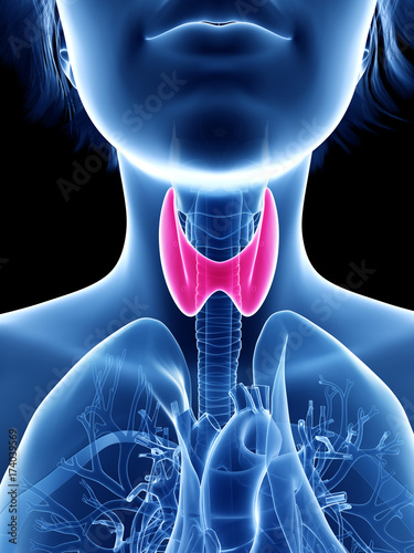 3d rendered medically accurate illustration of a womans thyroid gland