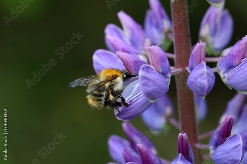 common carder bee