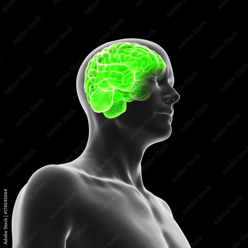 Obraz premium 3d rendered medically accurate illustration of the human brain