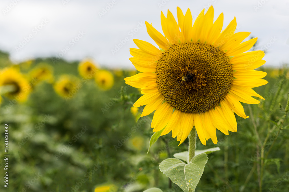 Sunflower 