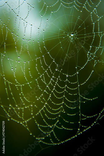 Water-drops on a spider web with a green background