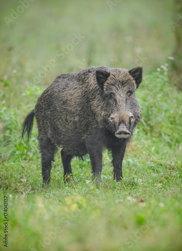 Male boar foraging