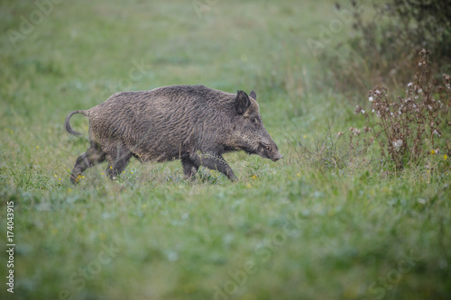 Wild boar in wet grass
