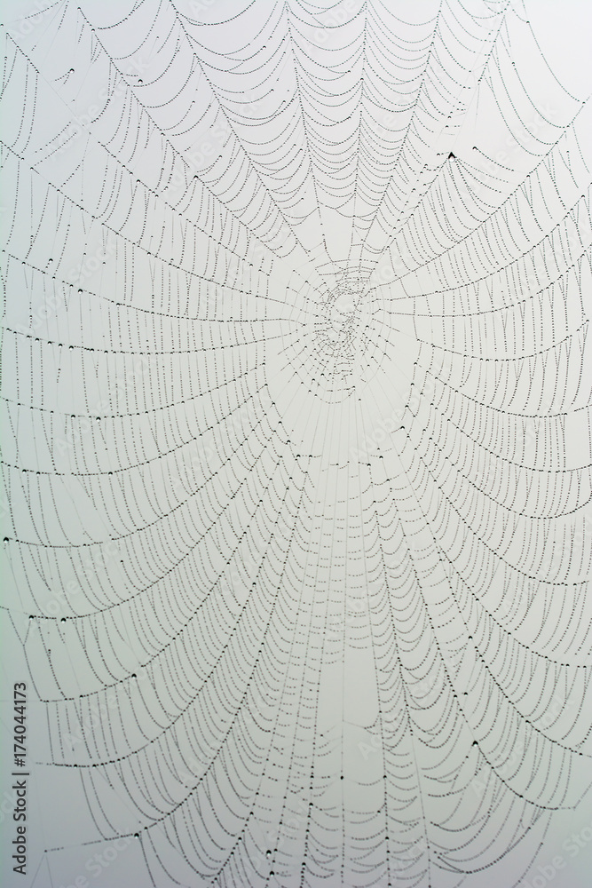 Intricate spider's web with dewdrops on white background