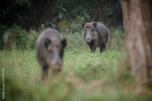Two male wild boars about to meet