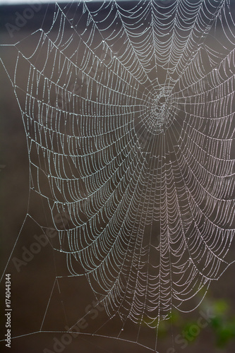 Beautiful, intricate spider's web with dewdrops
