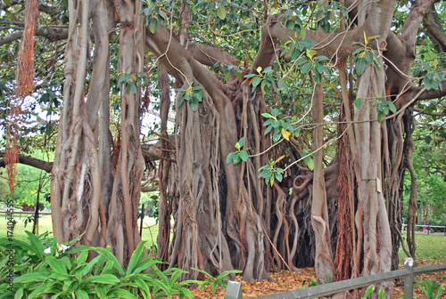 Ficus macrophylla f. columnaris, family Moraceae. Restricted to Lord Howe Island. Distinguishing feature is its lack of a single main trunk.