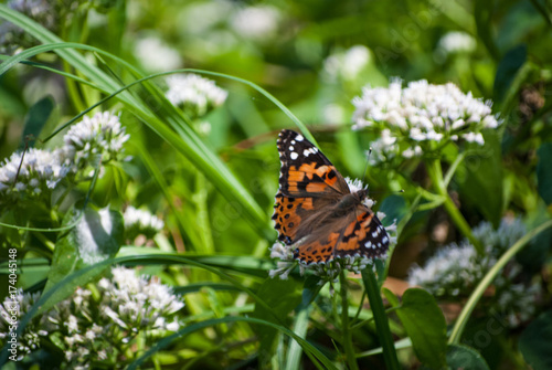 Butterfly on flowers © alibrooks