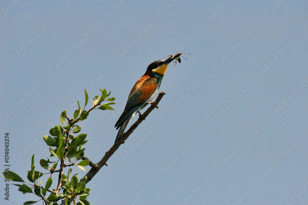 Bee-eater on a branch Bee-eater on a branch