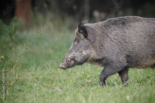 Male boar in German forest