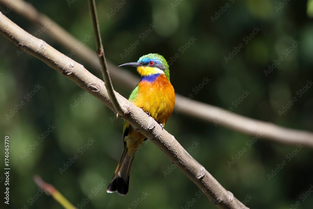 Naklejka premium Blue-breasted bee-eater