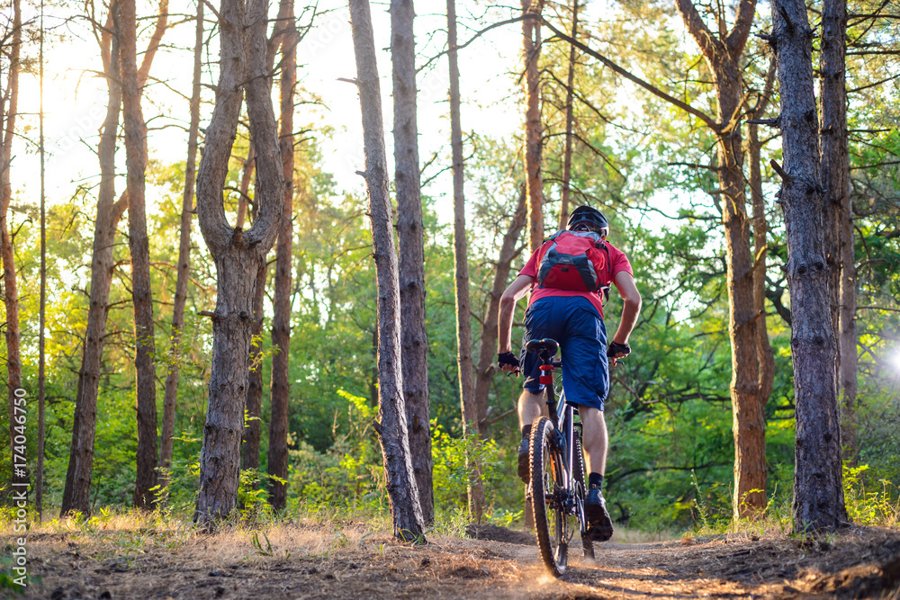 Naklejka premium Cyclist Riding the Bike on the Trail in Beautiful Pine Forest. Adventure and Travel Concept.