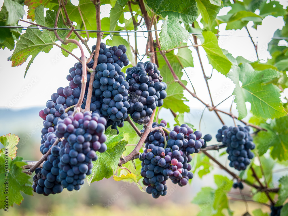 Weintrauben am Weinstock Weintrauben am Weinstock