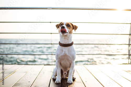 Funny jack russel dog with tongue near the sea