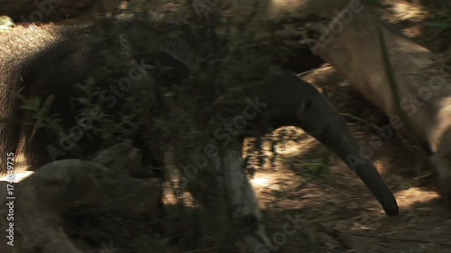 Anteater Walking