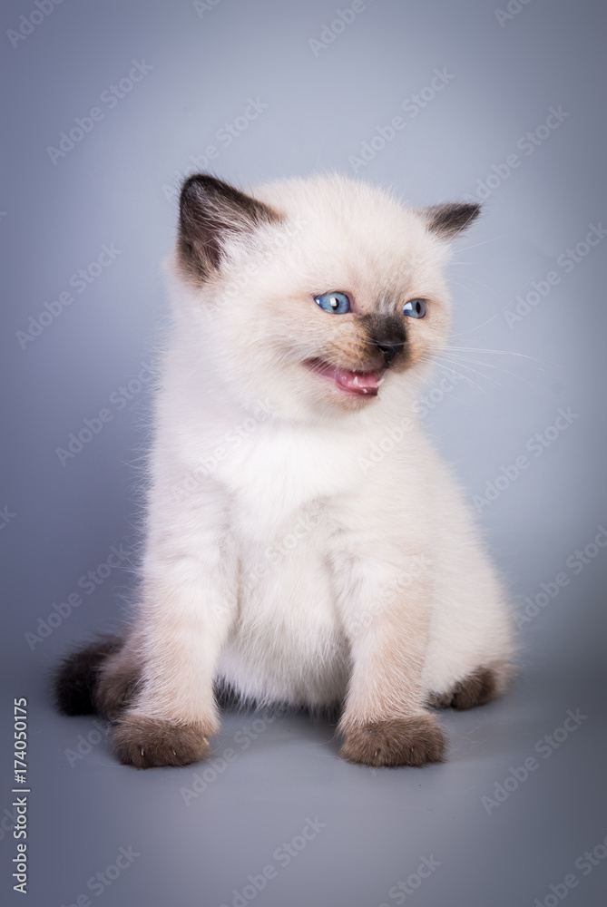 Scottish british kitten on grey background