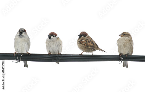 lots of l birds sparrows sitting on the wires on the white isolated background