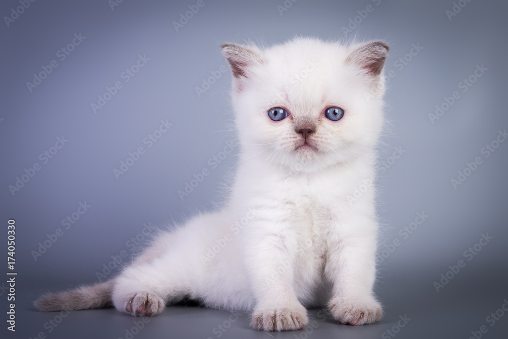 Scottish british kitten on grey background