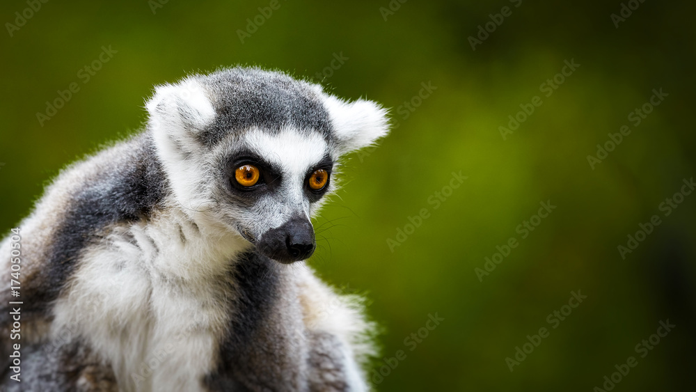 Obraz premium lemur catta, a curious animal