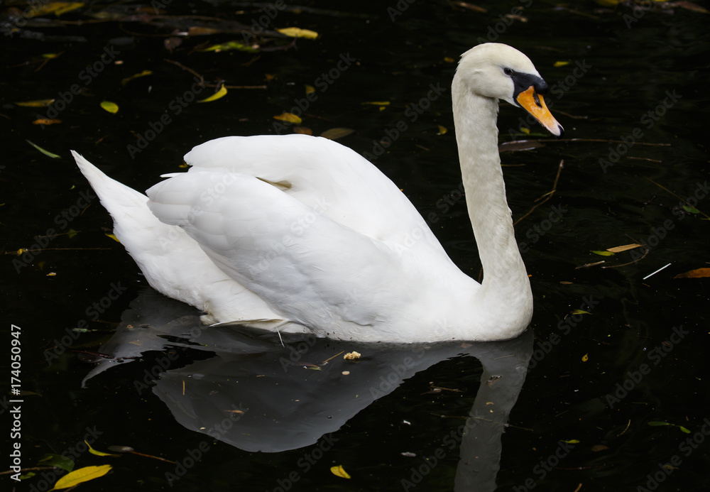 Obraz premium White Mute Swn Swimming