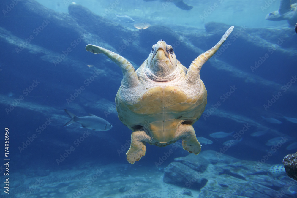 Obraz premium Leatherback Turtle Swimming