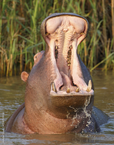 Hippo with Open Mouth and Teeth