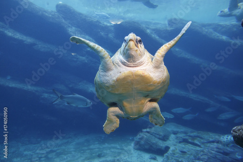 Leatherback Turtle Swimming