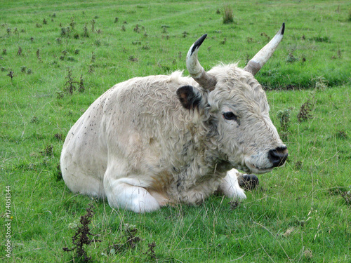 Chillingham cow photo