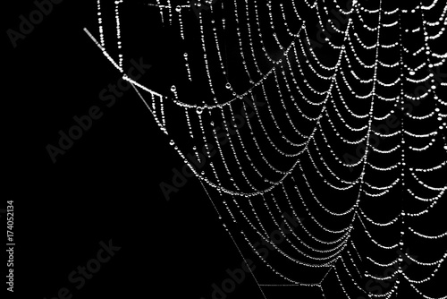 Water drops on spider web over black background    