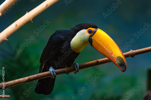 Toco toucan or Ramphastos toco sits on branch