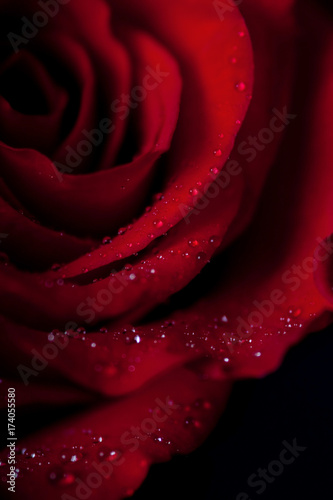 Close up of Red Rose