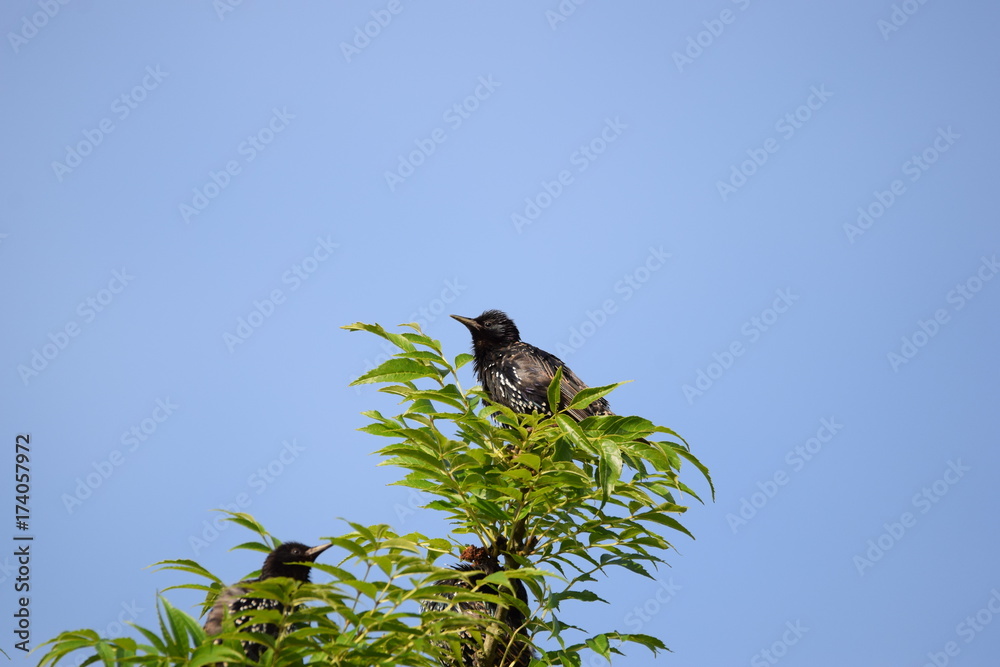Junger Star im Baum