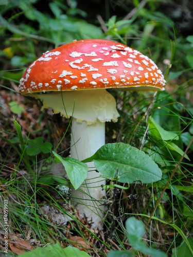 Fly agaric standing on the ground of a forest
