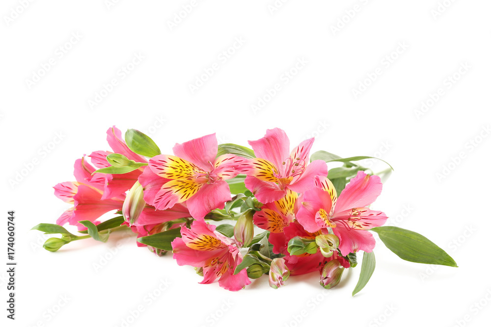 Pink alstroemeria flowers isolated on a white