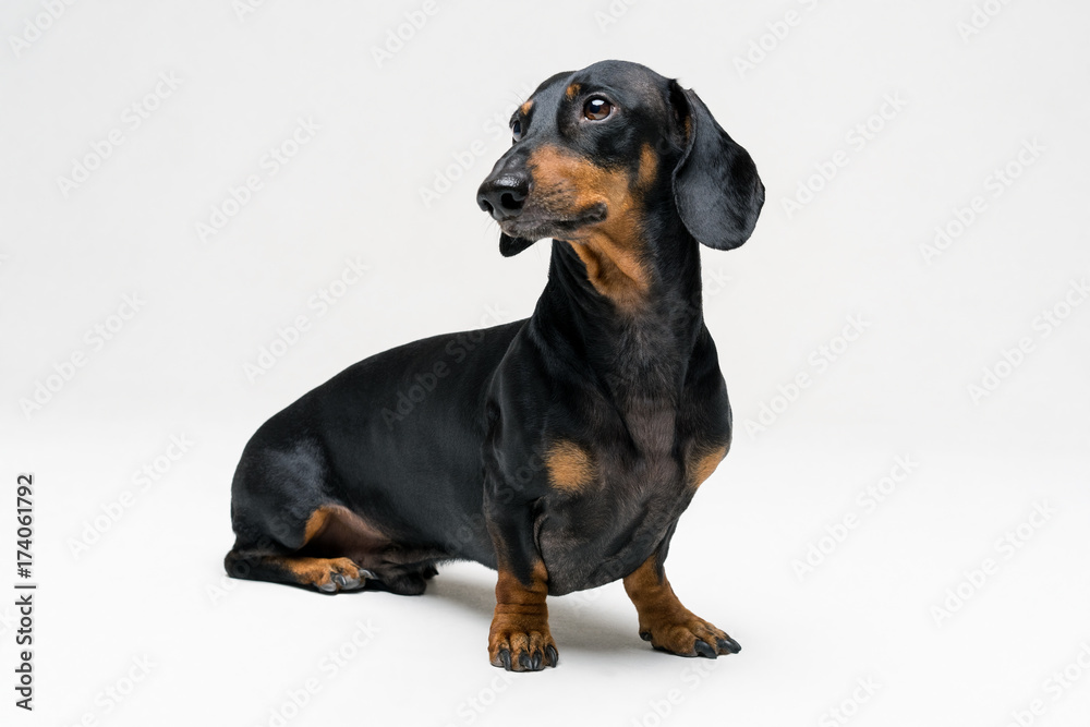 A dog (puppy) of the dachshund breed, black and tan on a gray background