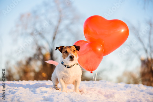 Fototapeta Naklejka Na Ścianę i Meble -  Holiday concept with dog and air balloons for Valentine day, birthday or anniversary