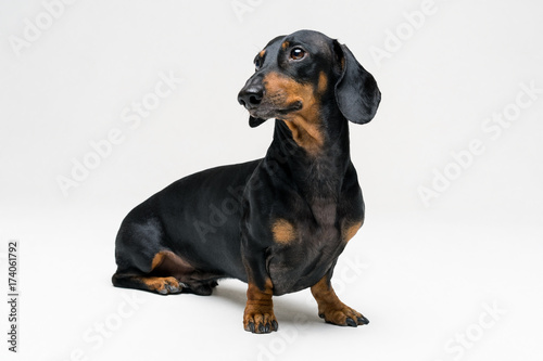 A dog (puppy) of the dachshund breed, black and tan on a gray background © Masarik
