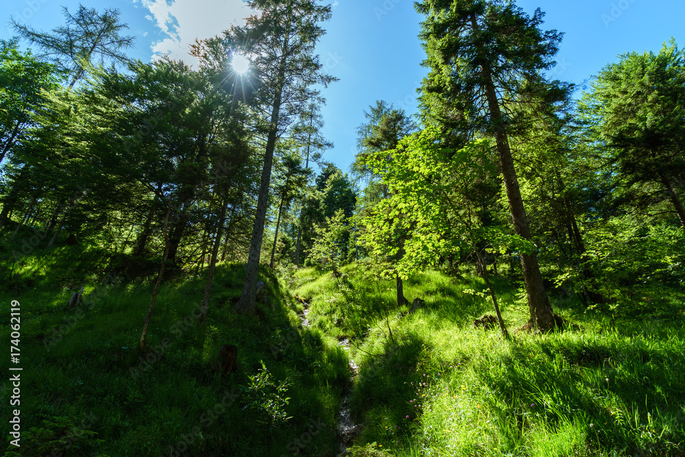 Fototapeta premium sunlight passing through the forest