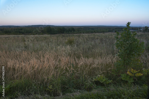 Dandelions in the clearing forest edge