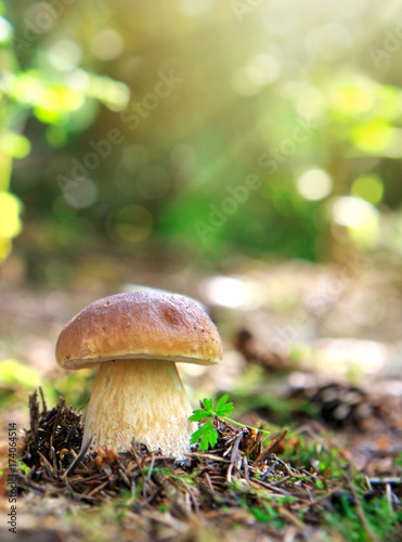 Porcini mushroom in the autumn forest.